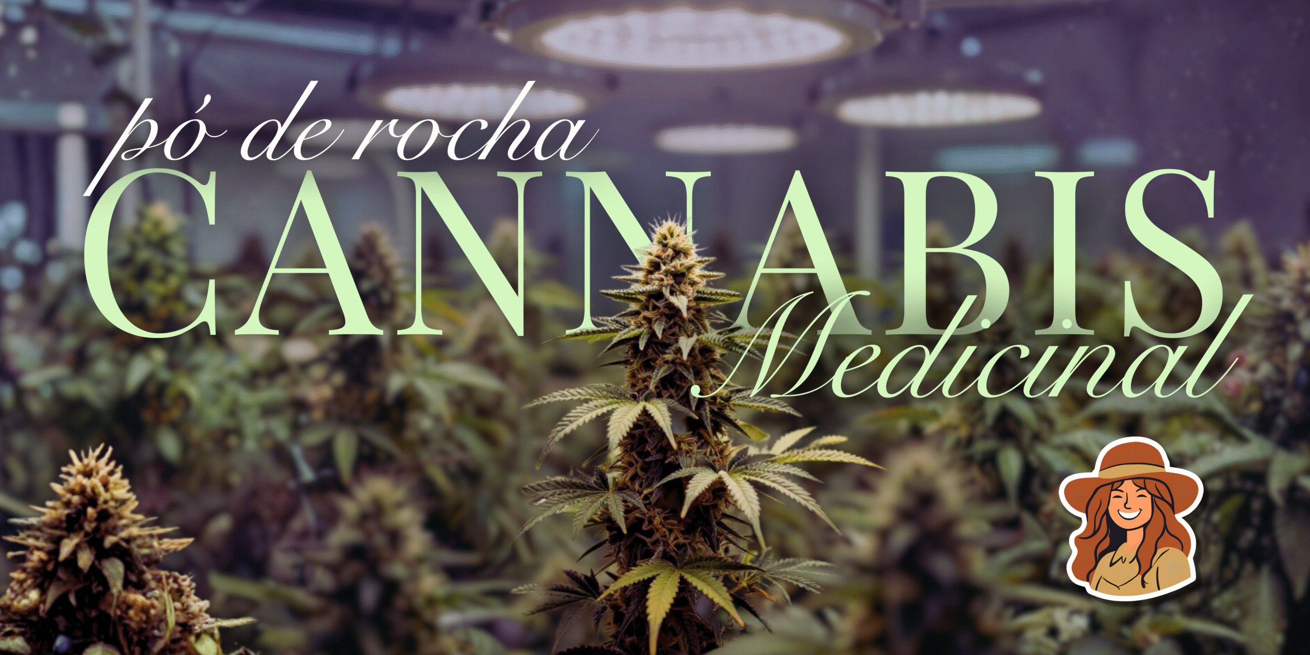 Cultivo profissional de cannabis medicinal com aplicação de pó de rocha como remineralizador natural do solo - plantas saudáveis em grow indoor